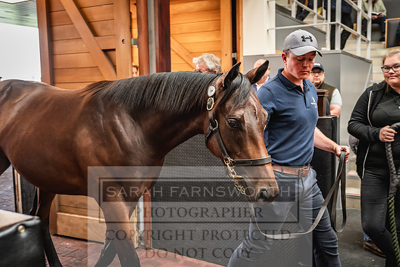 Goffs UK Premier Yearling Sale 2023-150