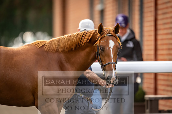 Goffs UK Premier Yearling Sale 2023-264