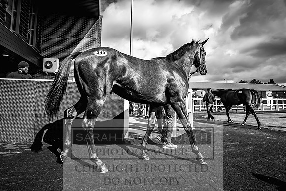 Goffs UK Premier Yearling Sale 2023-415
