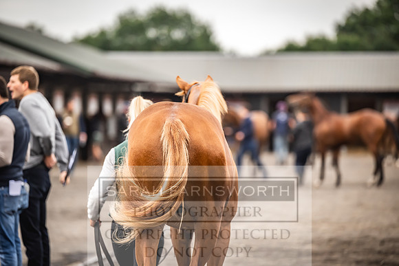 Goffs UK Premier Yearling Sale 2023-46