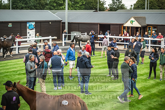 Goffs UK Premier Yearling Sale 2023-223