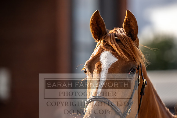 Goffs UK Premier Yearling Sale 2023-524