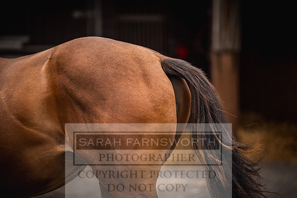 Goffs UK Premier Yearling Sale 2023-6