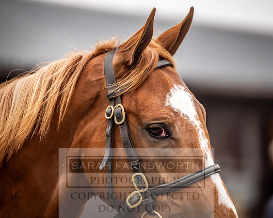 Goffs UK Premier Yearling Sale 2023-33