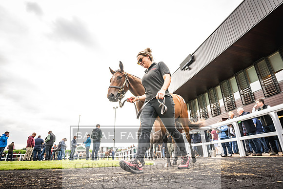 Goffs UK Premier Yearling Sale 2023-135