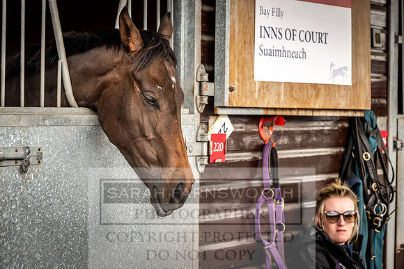 Goffs UK Premier Yearling Sale 2023-250