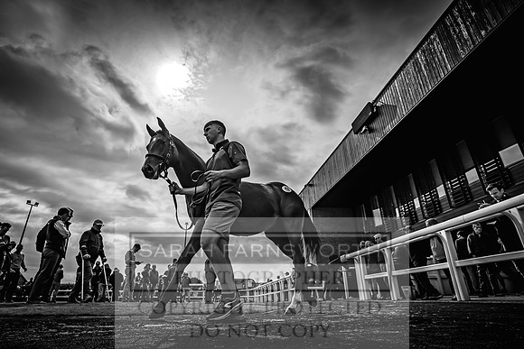 Goffs UK Premier Yearling Sale 2023-137