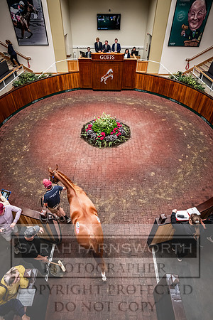Goffs UK Premier Yearling Sale 2023-240