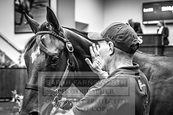 Goffs UK Premier Yearling Sale 2023-197