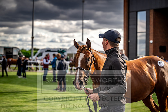 Goffs UK Premier Yearling Sale 2023-507