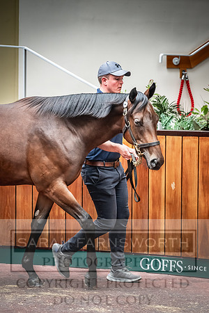 Goffs UK Premier Yearling Sale 2023-153