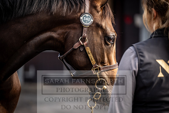 Goffs UK Premier Yearling Sale 2023-384