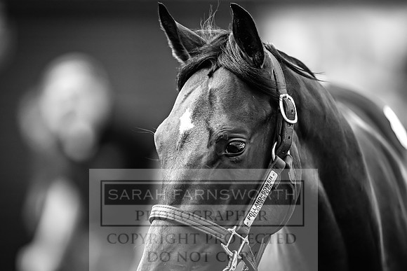 Goffs UK Premier Yearling Sale 2023-267