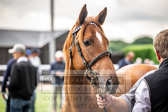 Goffs UK Premier Yearling Sale 2023-162