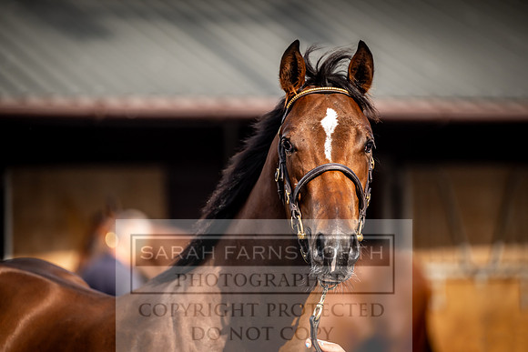 Goffs UK Premier Yearling Sale 2023-508