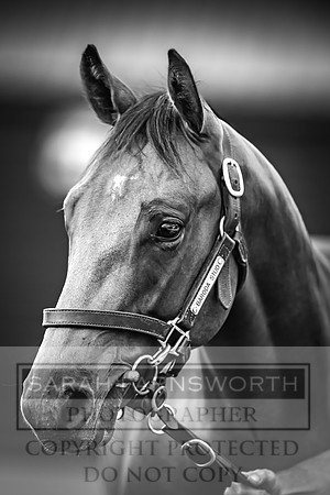 Goffs UK Premier Yearling Sale 2023-273