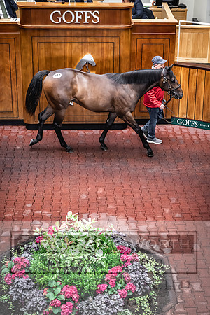 Goffs UK Premier Yearling Sale 2023-392