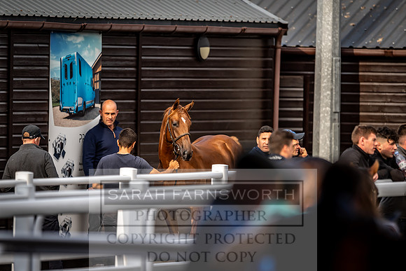 Goffs UK Premier Yearling Sale 2023-284