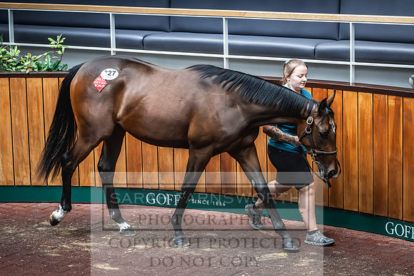 Goffs UK Premier Yearling Sale 2023-449