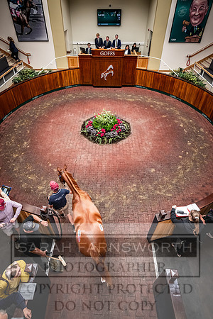 Goffs UK Premier Yearling Sale 2023-239
