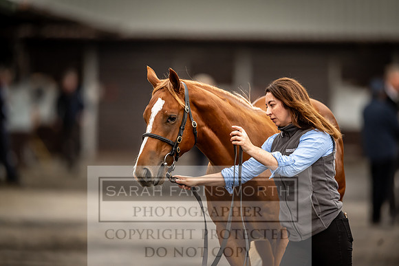Goffs UK Premier Yearling Sale 2023-114