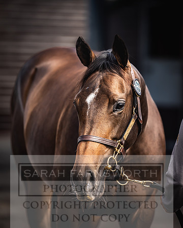 Goffs UK Premier Yearling Sale 2023-380