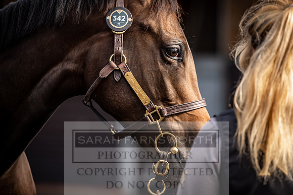 Goffs UK Premier Yearling Sale 2023-383