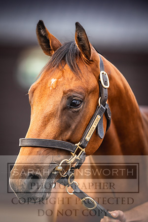 Goffs UK Premier Yearling Sale 2023-274