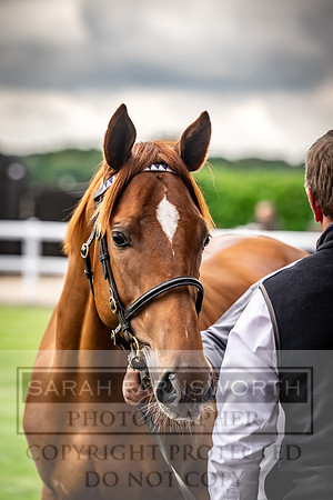 Goffs UK Premier Yearling Sale 2023-163