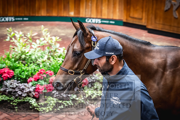Goffs UK Premier Yearling Sale 2023-503