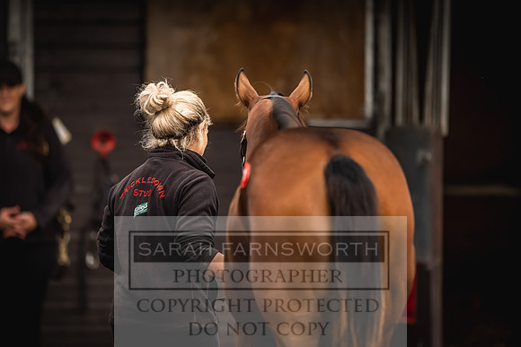 Goffs UK Premier Yearling Sale 2023-79