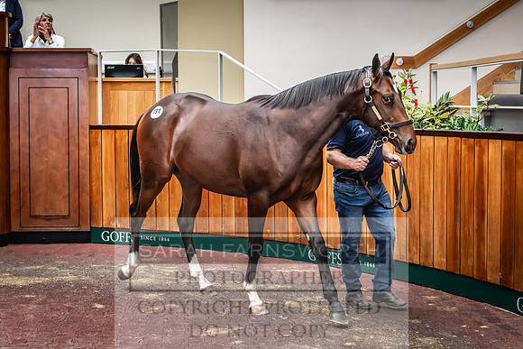 Goffs UK Premier Yearling Sale 2023-292