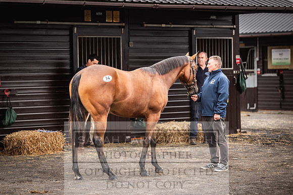 Goffs UK Premier Yearling Sale 2023-1