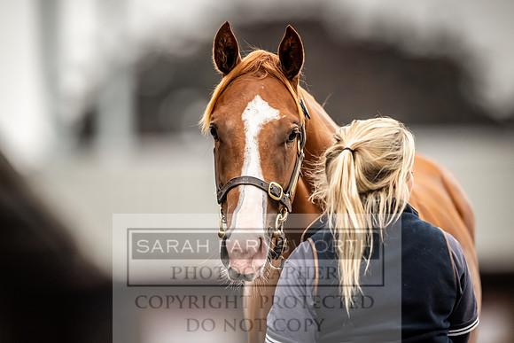 Goffs UK Premier Yearling Sale 2023-119