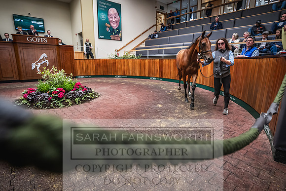 Goffs UK Premier Yearling Sale 2023-242
