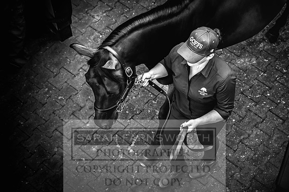 Goffs UK Premier Yearling Sale 2023-255
