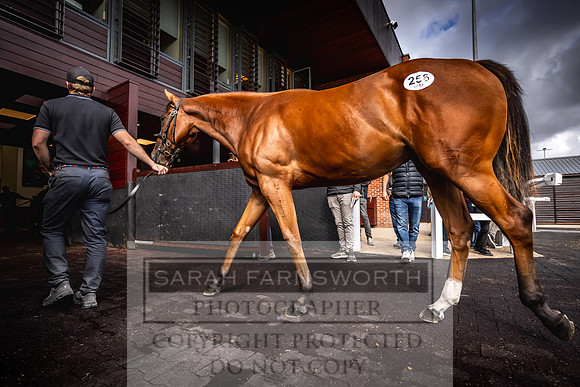 Goffs UK Premier Yearling Sale 2023-421
