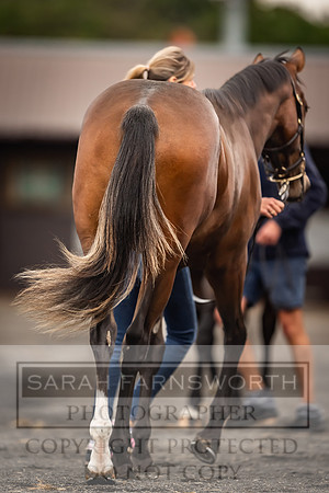 Goffs UK Premier Yearling Sale 2023-109
