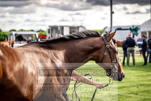 Goffs UK Premier Yearling Sale 2023-510