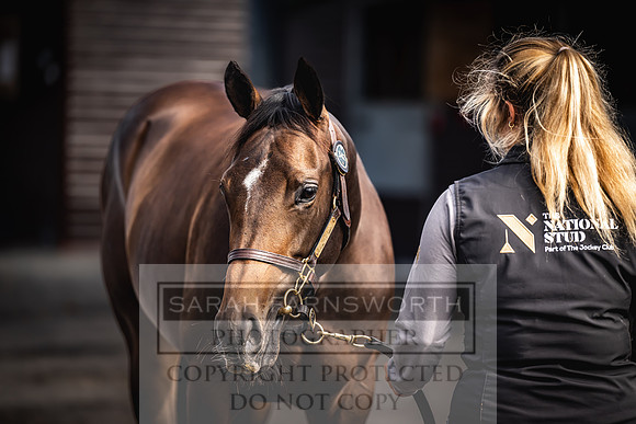 Goffs UK Premier Yearling Sale 2023-379