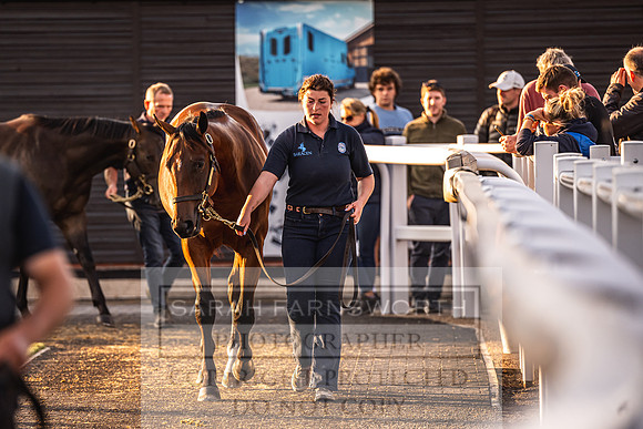 Goffs UK Premier Yearling Sale 2023-321