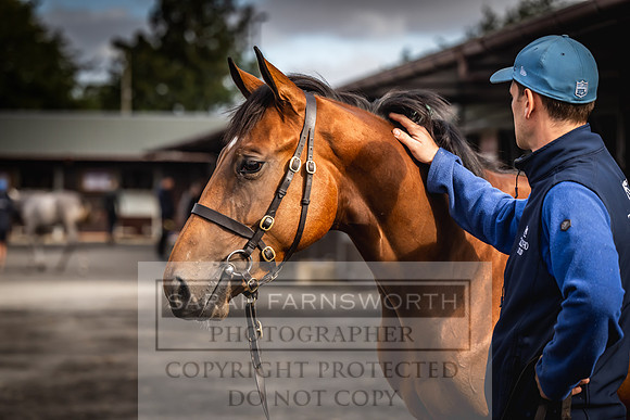 Goffs UK Premier Yearling Sale 2023-343