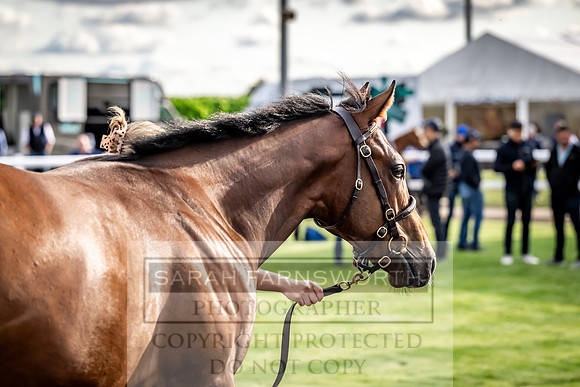 Goffs UK Premier Yearling Sale 2023-511