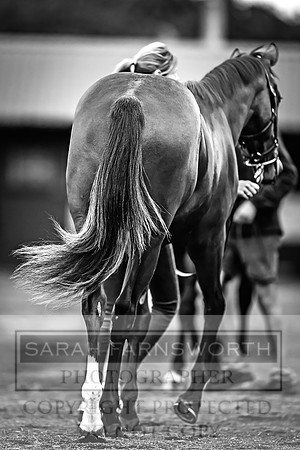 Goffs UK Premier Yearling Sale 2023-108