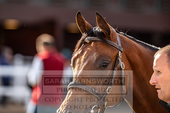 Goffs UK Premier Yearling Sale 2023-528