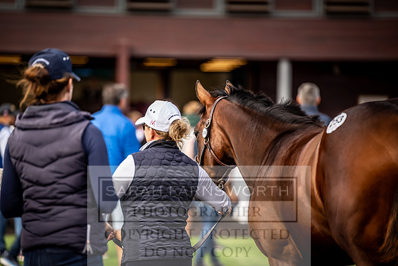 Goffs UK Premier Yearling Sale 2023-391