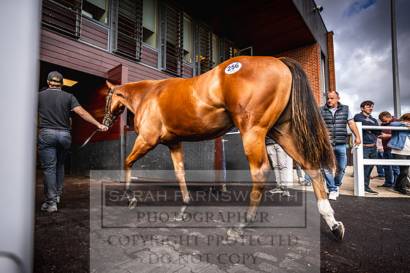 Goffs UK Premier Yearling Sale 2023-423