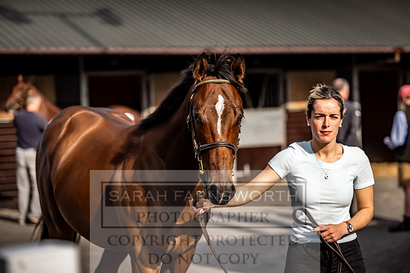 Goffs UK Premier Yearling Sale 2023-509