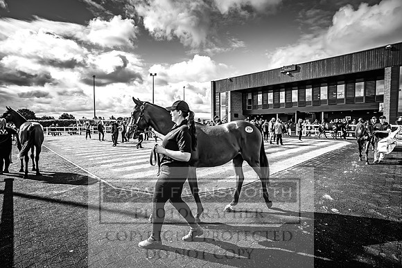 Goffs UK Premier Yearling Sale 2023-403
