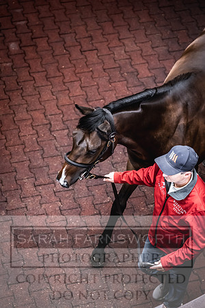 Goffs UK Premier Yearling Sale 2023-396